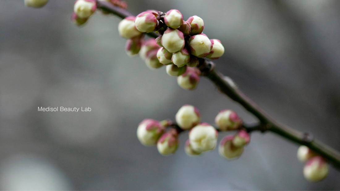 立春 ― 輝きが芽吹き、めぐりが動き出す。国産ヒト幹細胞培養上清パウダーエッセンス×高濃度ホースプラセンタと、高濃度水素水を暮らしのエレメントに。